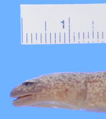 Media type: image; Herpetology A-8964